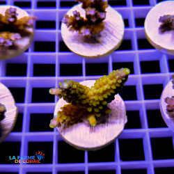 Acropora secale