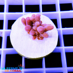 "Image de l'Acropora granulosa rose de La Ferme de Corail