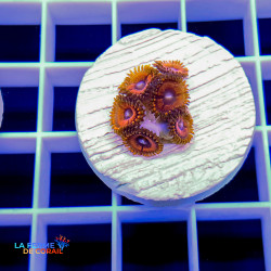 Zoanthus red armageddon|...