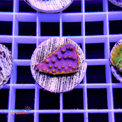 Turbinaria reniformis...