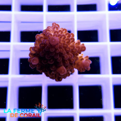 Acropora robusta violet |...