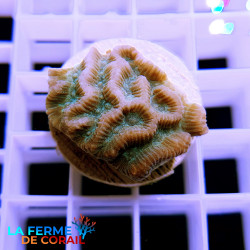 CAULASTREA SPP.