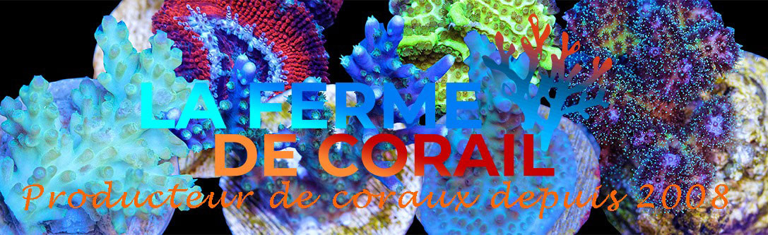 Premium corals for collector aquascaper